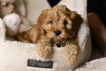 Cavapoo F1 RED Fenka pripravená na odber - 2