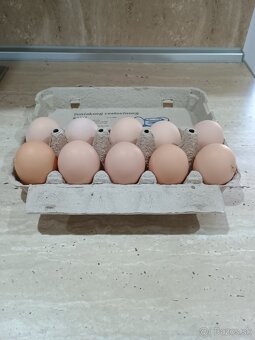 Predám nasadbove vajcia brahmanky - 2