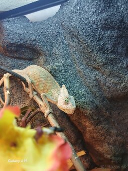 Chameleon jemensky - 2