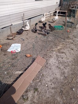 predám ruanske kačice a madarske - 2