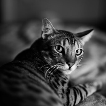Super sveteľný objektýv 50mm f1.05 pre Sony FE - 2