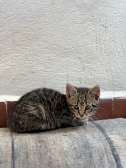 Male mačiatko Mačka do dobrych ruk - 2