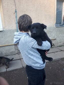 Nemecký ovčiak šteniatka - 2