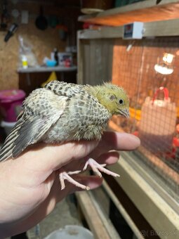 Prepelica japonská mäsovo nosná - 2