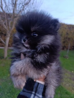 Pomeranian pomerian - 2