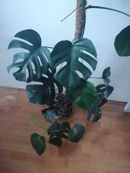 Monstera deliciosa,rastuca hlavne do vysky krasna 2 m vysoka - 2
