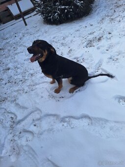 Maďarská vižla labrador - 2