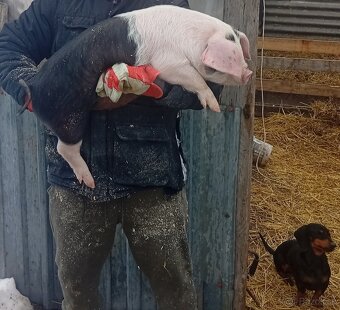 Odstavčata 25kg - 2