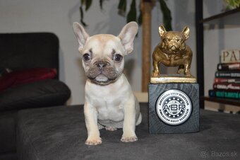Francuzsky buldocek s pp - 2