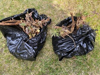 Lupina ružová sadenice - 2