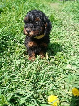 Pudel black and tan - 2