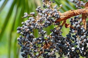 Trachycarpus fortunei - konopná palma SEMENÁ - 2