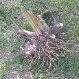 ORANŽOVÁ KANA INDICKÁ - 2