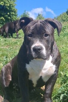 American Bully psik - 2