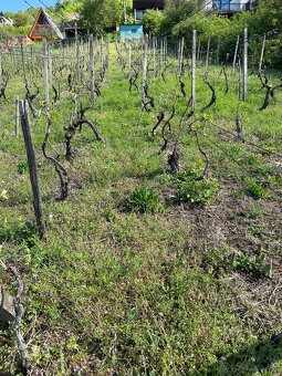 Na predaj vinica s výhľadom na Zemplínsku šíravu – ideálne m - 2