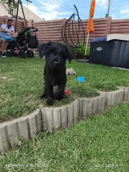 🐶 Šteniatka - stredný bradáč - fenka a psík – odber ihneď - 2