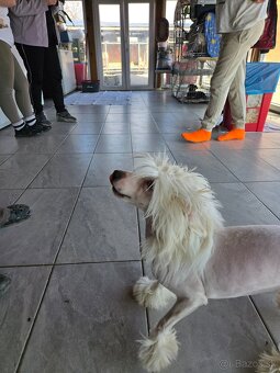 Čínsky chocholatý pes s PP - 2