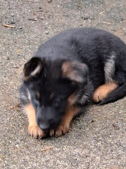 Predám šteniatka nemecký ovčiak - 2