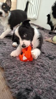 Border kólia s PP(ISDS) - 2