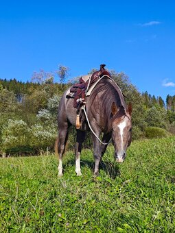 Pripuštanie American Quarter Horse , Qh - 2