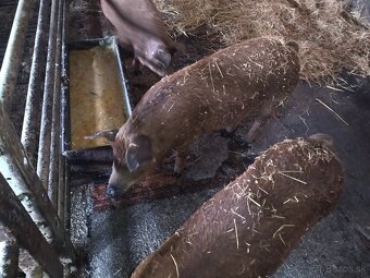 Odstavcata duroc durok x mangalica - 2