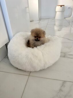 Pomeranian chlapček - 2