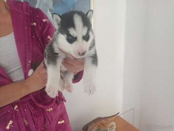 SIBÍRSKY HUSKY - 2