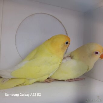 Agapornis fischer tyrkys decino - 2