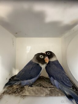 Agapornis škraboškový - 2