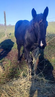 Predám mladé kobylky Norik Muránsky - 2