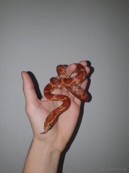 Užovka červená - 2