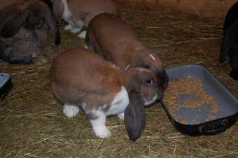 Králiky francúzsky baran - 2