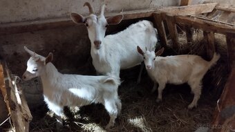 Kozy na chov alebo mäso - 2