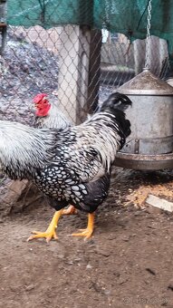 Kohút Wyandotka - 2