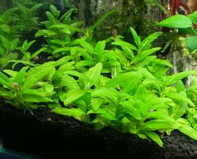 Staurogyne repens - 2