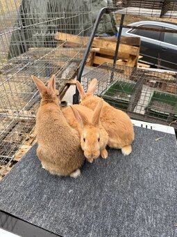 Hyla x Burgundský - 2