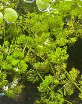 Limnophila sesiliflora - 2