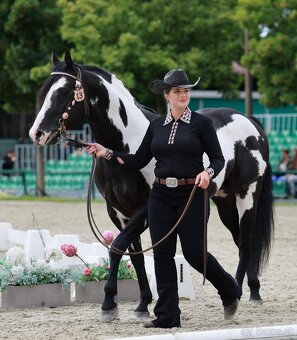 Pripúšťanie Paint Horse - 2