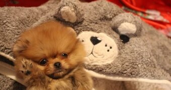 Pomeranian mini Boo - 2