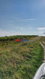 Vinohrad lokalita Škridláky, smerom na Limbach  - 1,4 hektár - 2