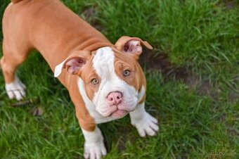 Psík American bully s pp na predaj - 2