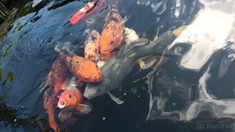 Koi kapre, japonske - 2