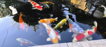Koi kapre - 2