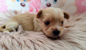 Golddust Yorkshire terrier - 2