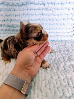 Choco, Chocolate Yorkshire terrier - 2