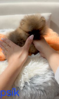 Pomeranian mini Boo - 2
