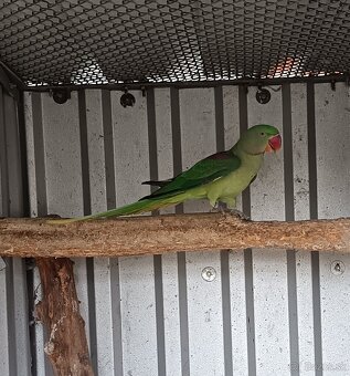 Alexander Veľký 0,1 - 2