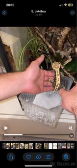 Tri pagekóny riasnaté-samec a dve samičky - 2