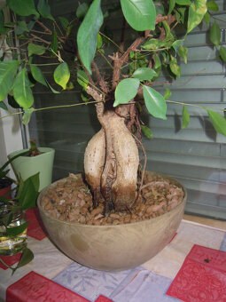 Bonsaj interiérový - stálozelené listy - 2