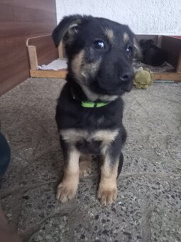 Nemecký ovčiak - 2